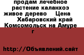 продам лечебное растение каланхоэ(живое дерево) › Цена ­ 300 - Хабаровский край, Комсомольск-на-Амуре г.  »    